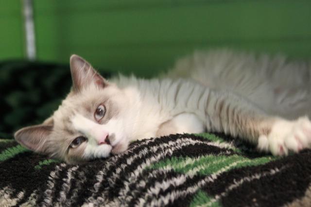 Cat For Adoption Jasmine Adoption Pending A Domestic Long