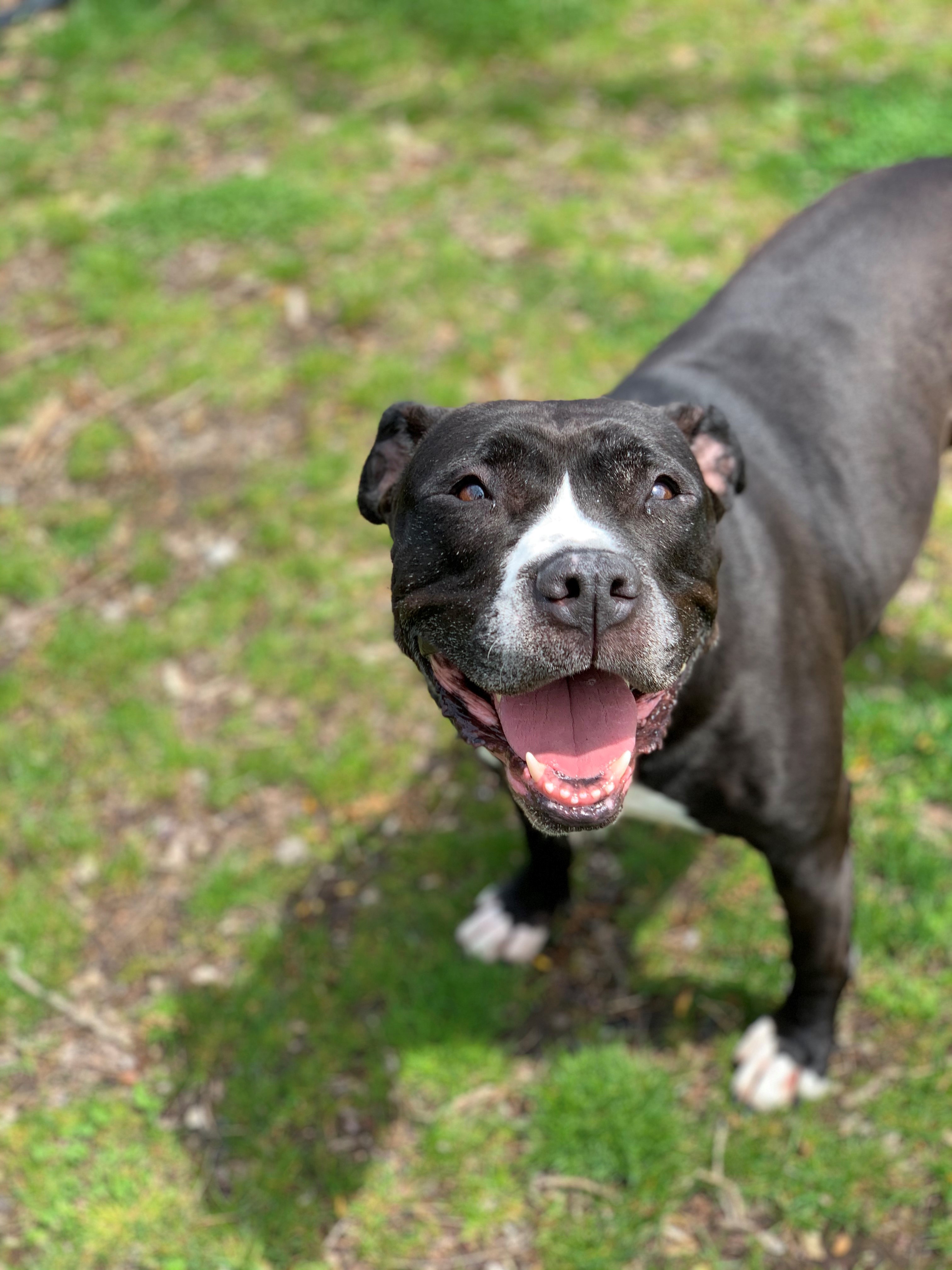 Betty Boop, an adoptable Pit Bull Terrier in Smithtown, NY, 11787 | Photo Image 6