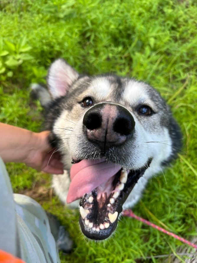 how much should i feed a adult female alaskan malamute