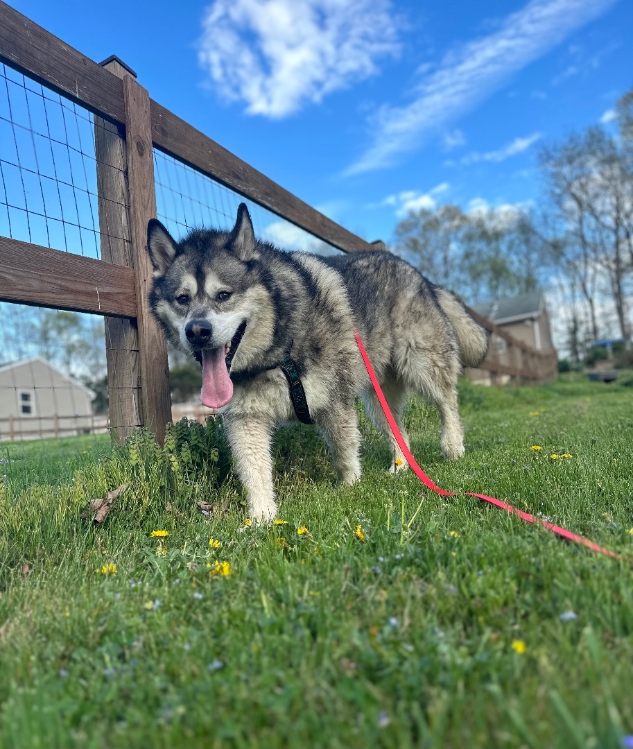 Klondike, an adoptable Alaskan Malamute in Gettysburg, PA, 17325 | Photo Image 2