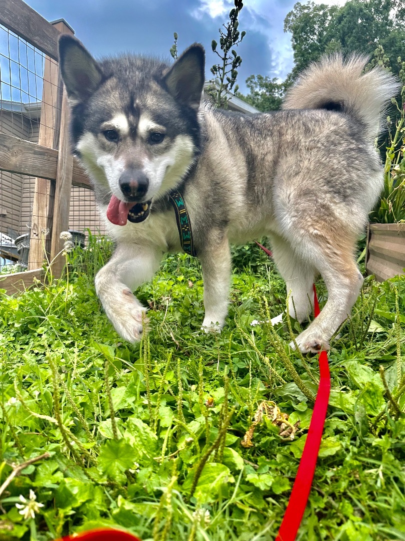 Klondike, an adoptable Alaskan Malamute in Gettysburg, PA, 17325 | Photo Image 3