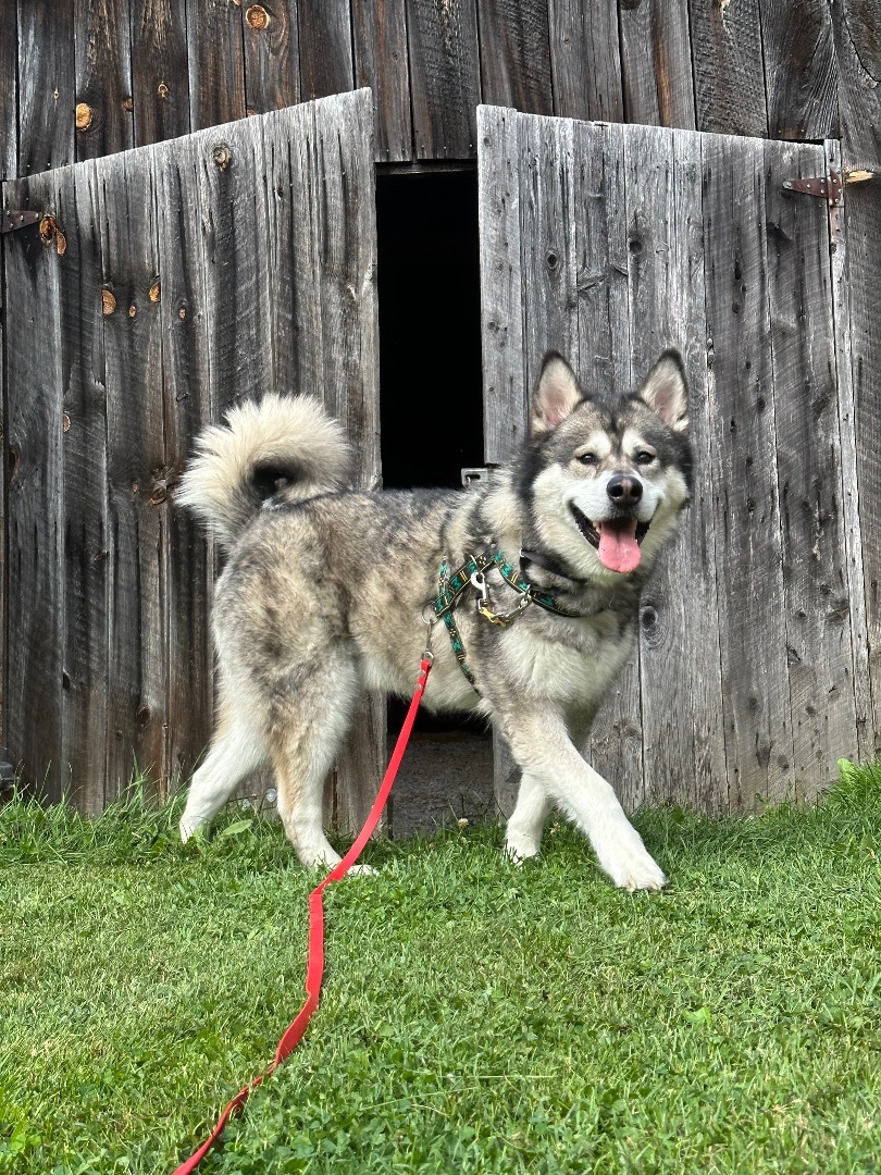 Klondike, an adoptable Alaskan Malamute in Gettysburg, PA, 17325 | Photo Image 4