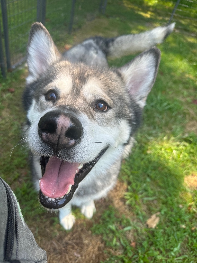 Klondike, an adoptable Alaskan Malamute in Gettysburg, PA, 17325 | Photo Image 5