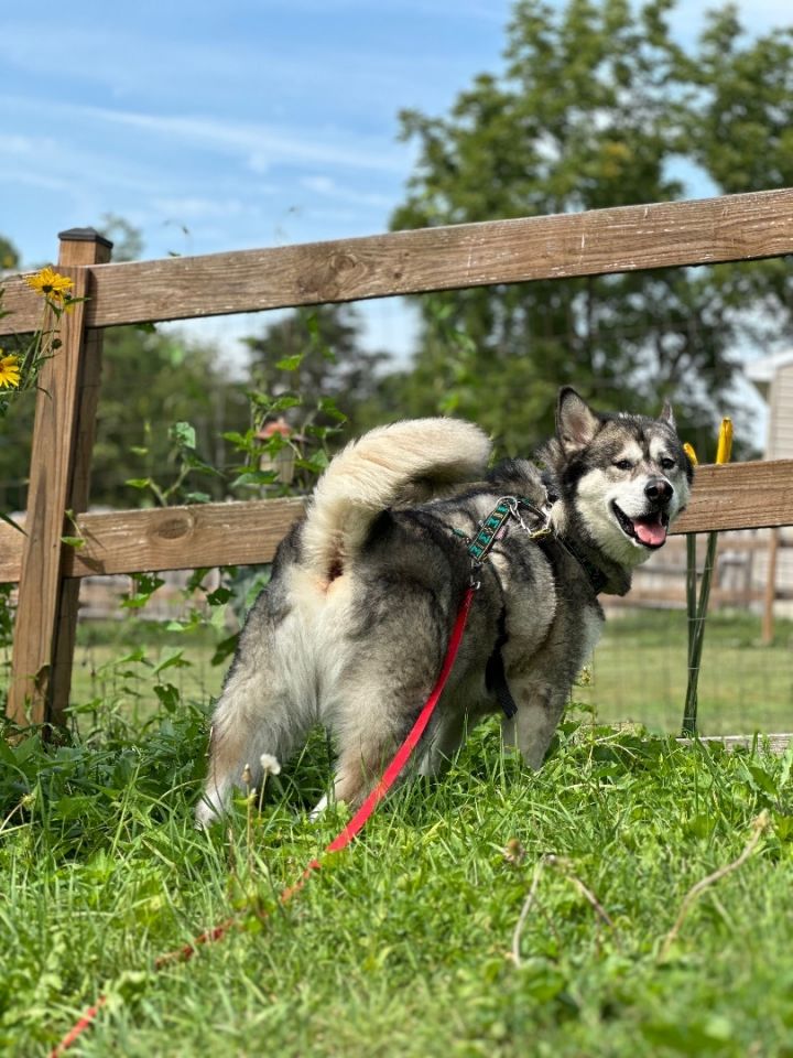 alaskan malamute wags its tail