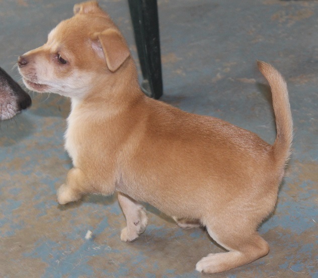 Dog For Adoption Rudolph A Shiba Inu Mix In Savannah Ga