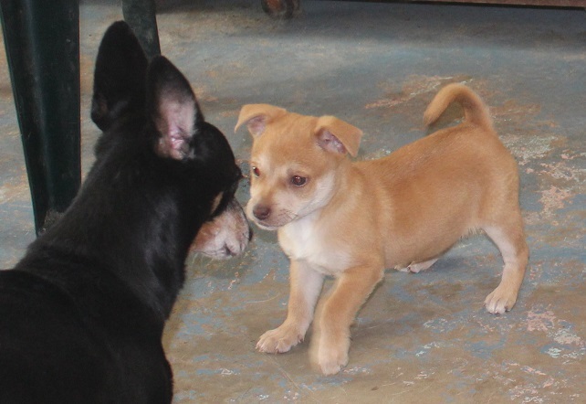 Dog For Adoption Rudolph A Shiba Inu Mix In Savannah Ga
