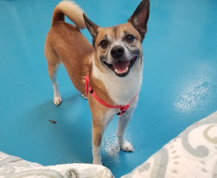 Dog For Adoption Spike A Shiba Inu Chihuahua Mix In