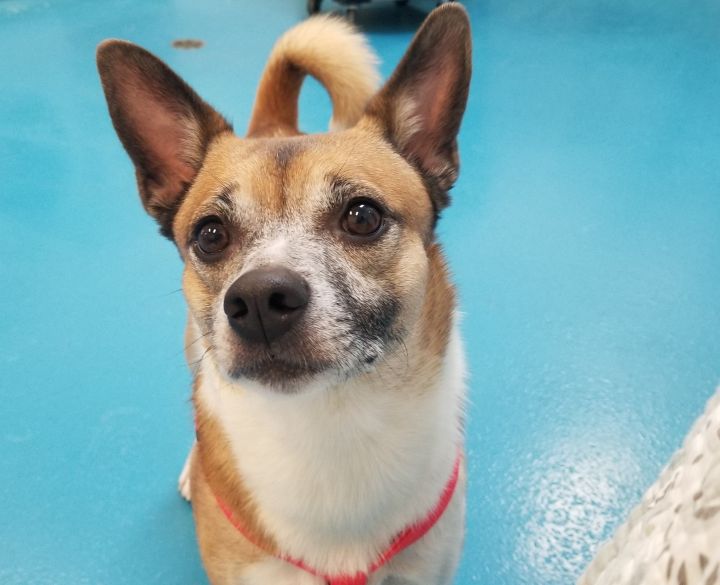 Dog For Adoption Spike A Shiba Inu Chihuahua Mix In