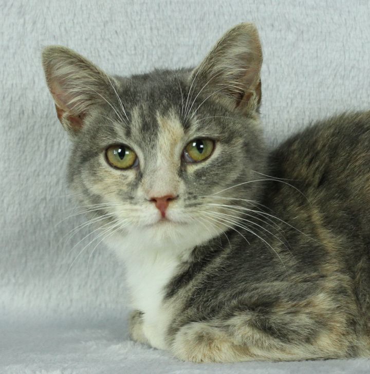 Cat For Adoption Skylark A Domestic Medium Hair Dilute Calico