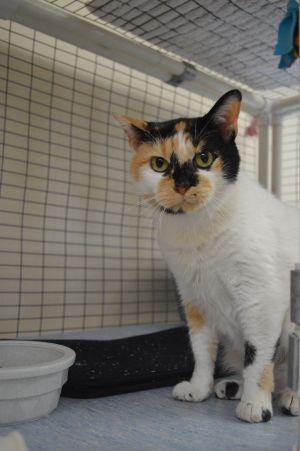 Cat For Adoption Calligator A Domestic Short Hair In House