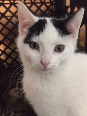Cat For Adoption Rookie A Domestic Short Hair In Paonia Co