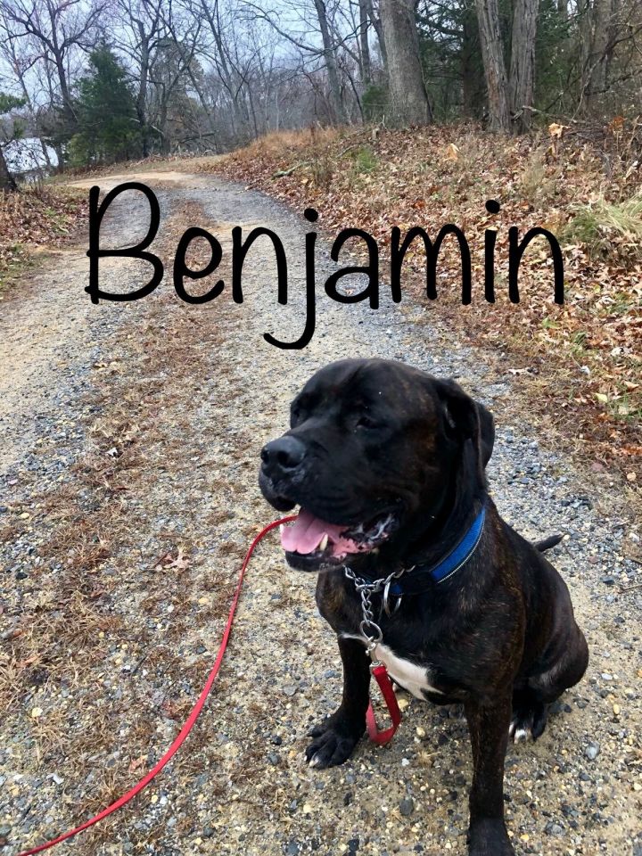 Dog For Adoption Benjamin A Cane Corso Mix In Blue Bell