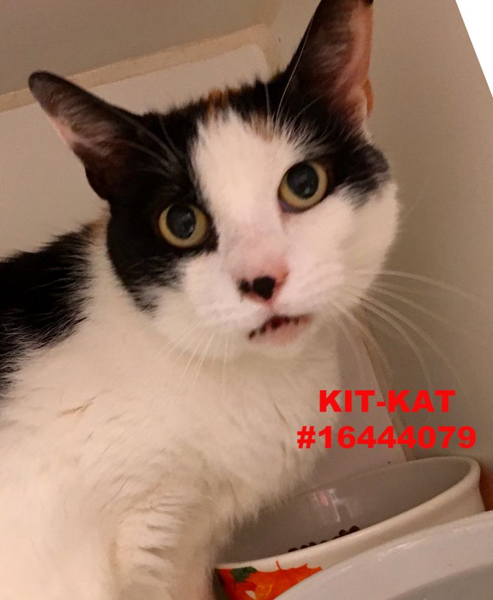 Kit Kat 1
