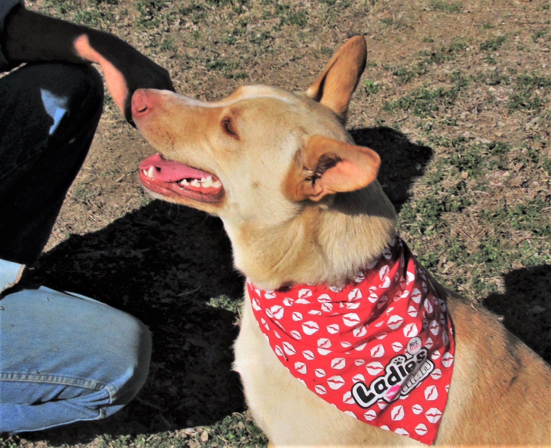 Sprite, an adoptable Retriever, Shepherd in Godley, TX, 76044 | Photo Image 2