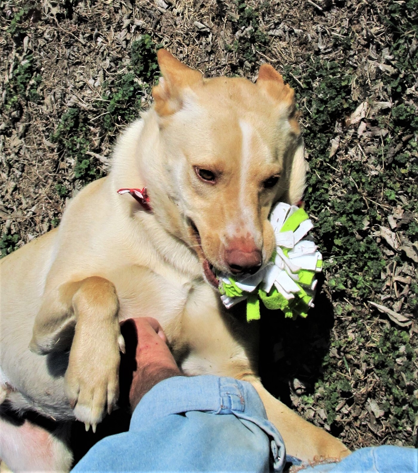 Sprite, an adoptable Retriever, Shepherd in Godley, TX, 76044 | Photo Image 4