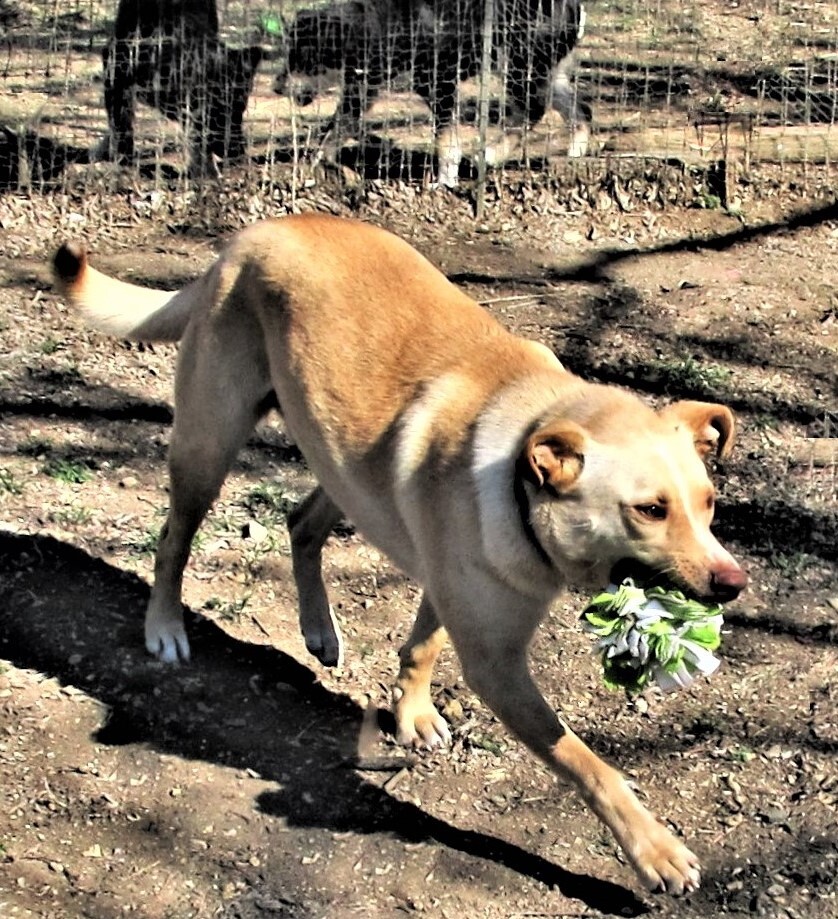 Sprite, an adoptable Retriever, Shepherd in Godley, TX, 76044 | Photo Image 6