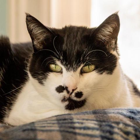 Chaplin, an adoptable Domestic Short Hair in Middletown, NY, 10940 | Photo Image 1