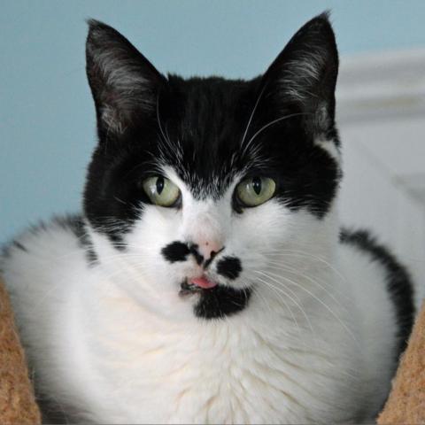 Chaplin, an adoptable Domestic Short Hair in Middletown, NY, 10940 | Photo Image 2