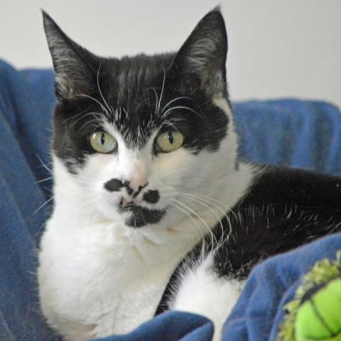 Chaplin, an adoptable Domestic Short Hair in Middletown, NY, 10940 | Photo Image 3