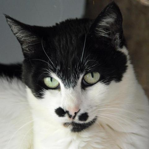 Chaplin, an adoptable Domestic Short Hair in Middletown, NY, 10940 | Photo Image 3