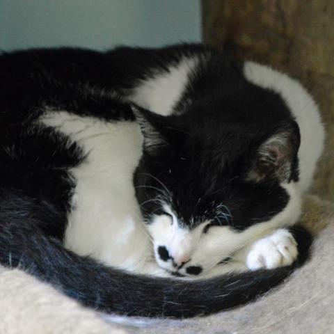 Chaplin, an adoptable Domestic Short Hair in Middletown, NY_image-4