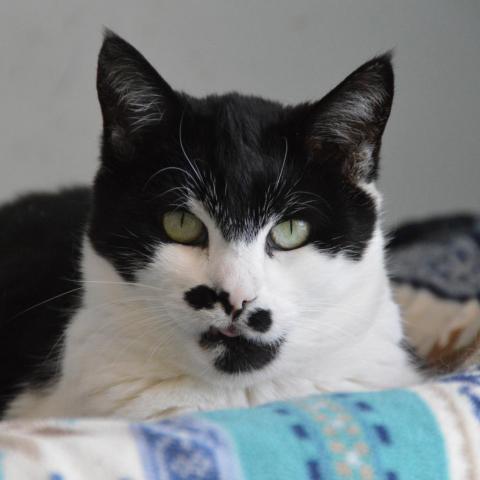 Chaplin, an adoptable Domestic Short Hair in Middletown, NY, 10940 | Photo Image 6