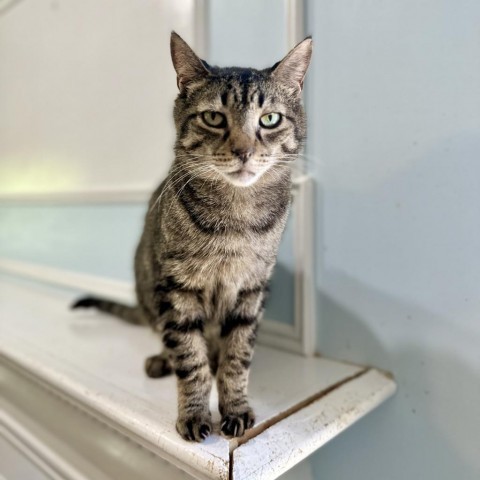 Lobster, an adoptable Domestic Short Hair in Middletown, NY, 10940 | Photo Image 1