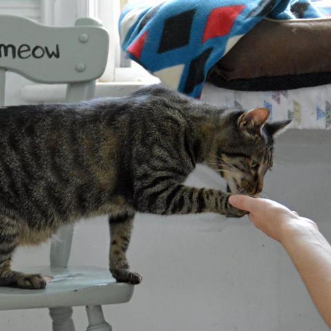 Lobster, an adoptable Domestic Short Hair in Middletown, NY, 10940 | Photo Image 2