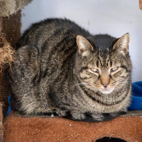 Lobster, an adoptable Domestic Short Hair in Middletown, NY, 10940 | Photo Image 2