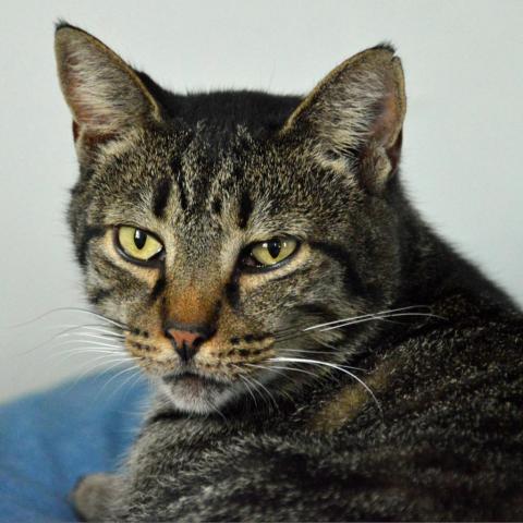 Lobster, an adoptable Domestic Short Hair in Middletown, NY, 10940 | Photo Image 3