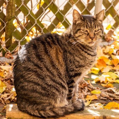 Lobster, an adoptable Domestic Short Hair in Middletown, NY, 10940 | Photo Image 3