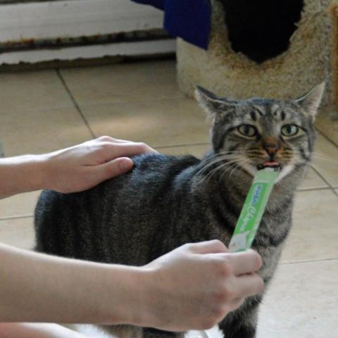 Lobster, an adoptable Domestic Short Hair in Middletown, NY, 10940 | Photo Image 6