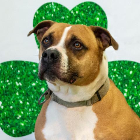 Miller, an adoptable American Staffordshire Terrier, Labrador Retriever in Middletown, NY, 10940 | Photo Image 1