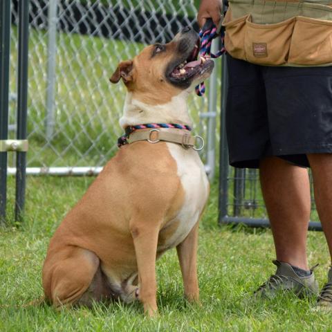 Miller, an adoptable American Staffordshire Terrier, Labrador Retriever in Middletown, NY, 10940 | Photo Image 2