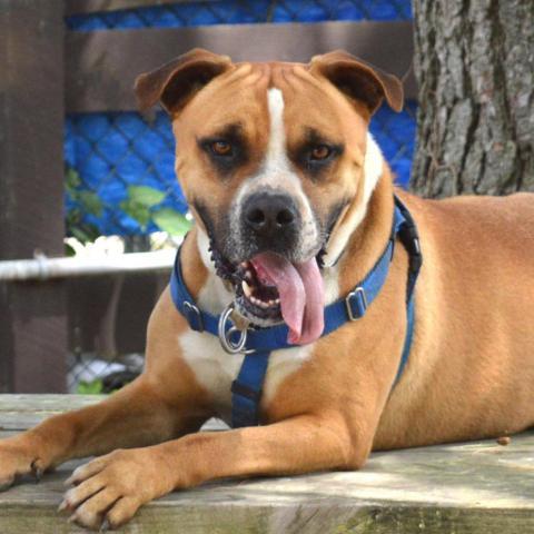 Miller, an adoptable American Staffordshire Terrier, Labrador Retriever in Middletown, NY, 10940 | Photo Image 2