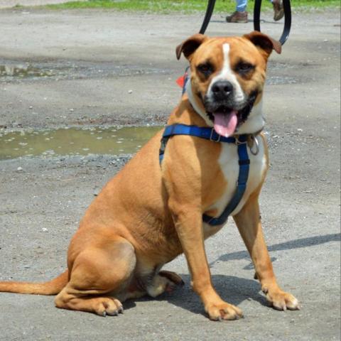 Miller, an adoptable American Staffordshire Terrier, Labrador Retriever in Middletown, NY, 10940 | Photo Image 2