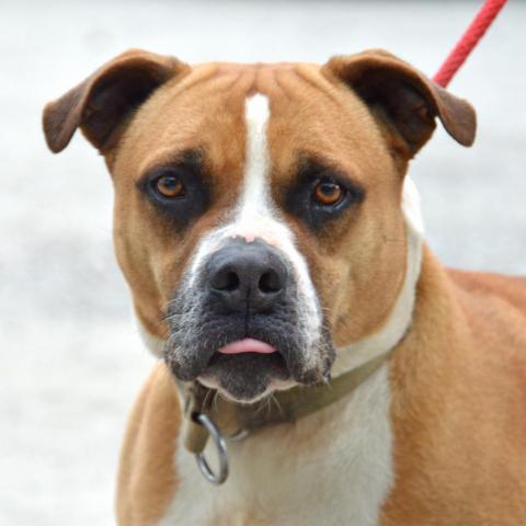 Miller, an adoptable Mixed Breed in Middletown, NY, 10940 | Photo Image 2