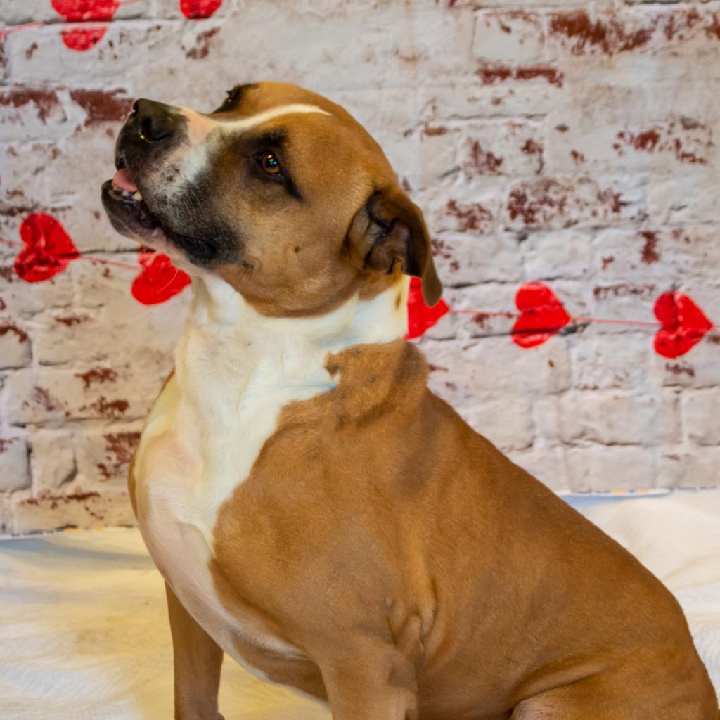 Miller, an adoptable Mixed Breed in Middletown, NY, 10940 | Photo Image 2