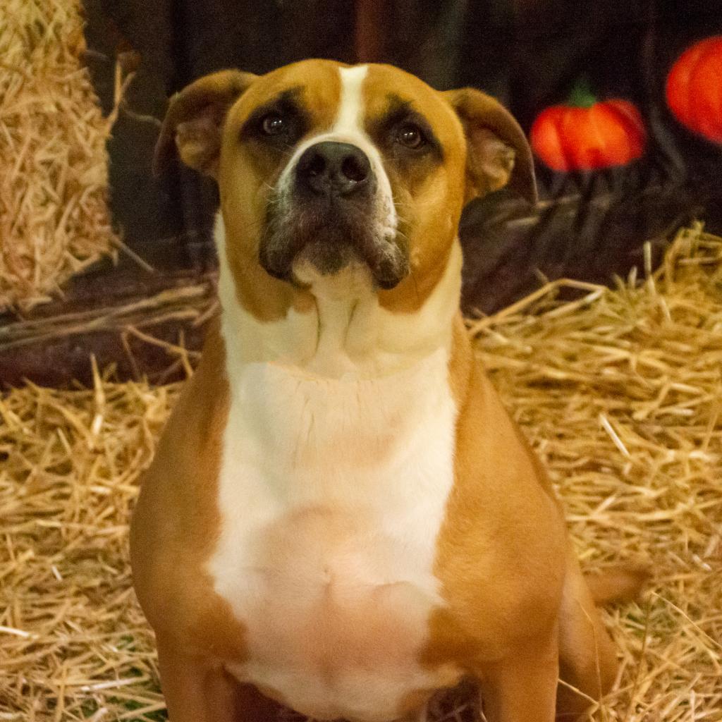 Miller, an adoptable American Staffordshire Terrier, Labrador Retriever in Middletown, NY, 10940 | Photo Image 4