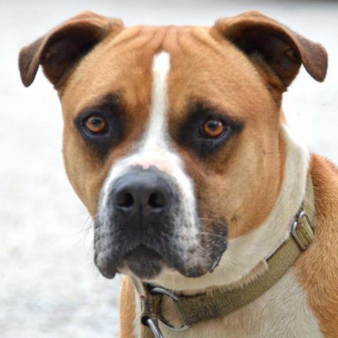 Miller, an adoptable American Staffordshire Terrier, Labrador Retriever in Middletown, NY, 10940 | Photo Image 5