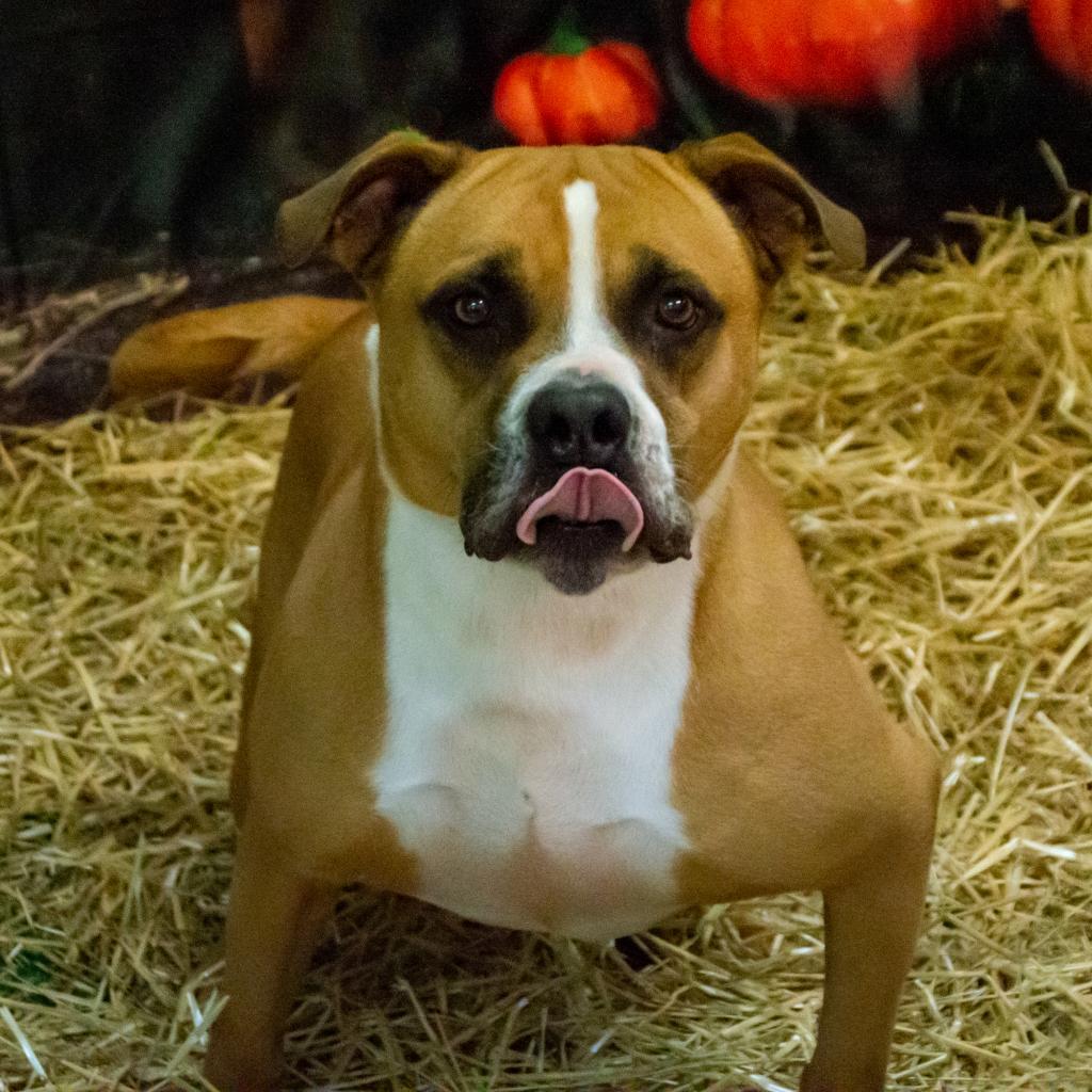 Miller, an adoptable American Staffordshire Terrier, Labrador Retriever in Middletown, NY, 10940 | Photo Image 5