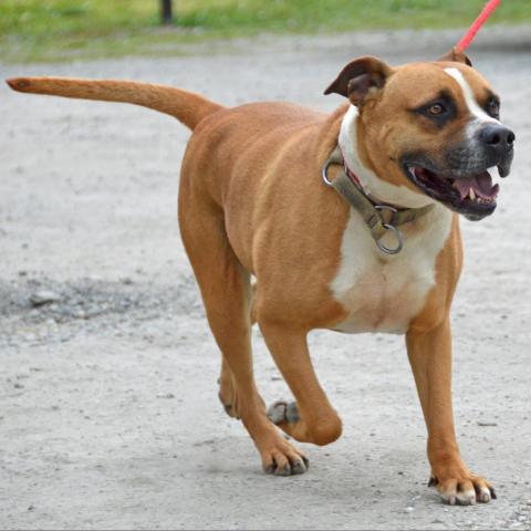 Miller, an adoptable American Staffordshire Terrier, Labrador Retriever in Middletown, NY, 10940 | Photo Image 6