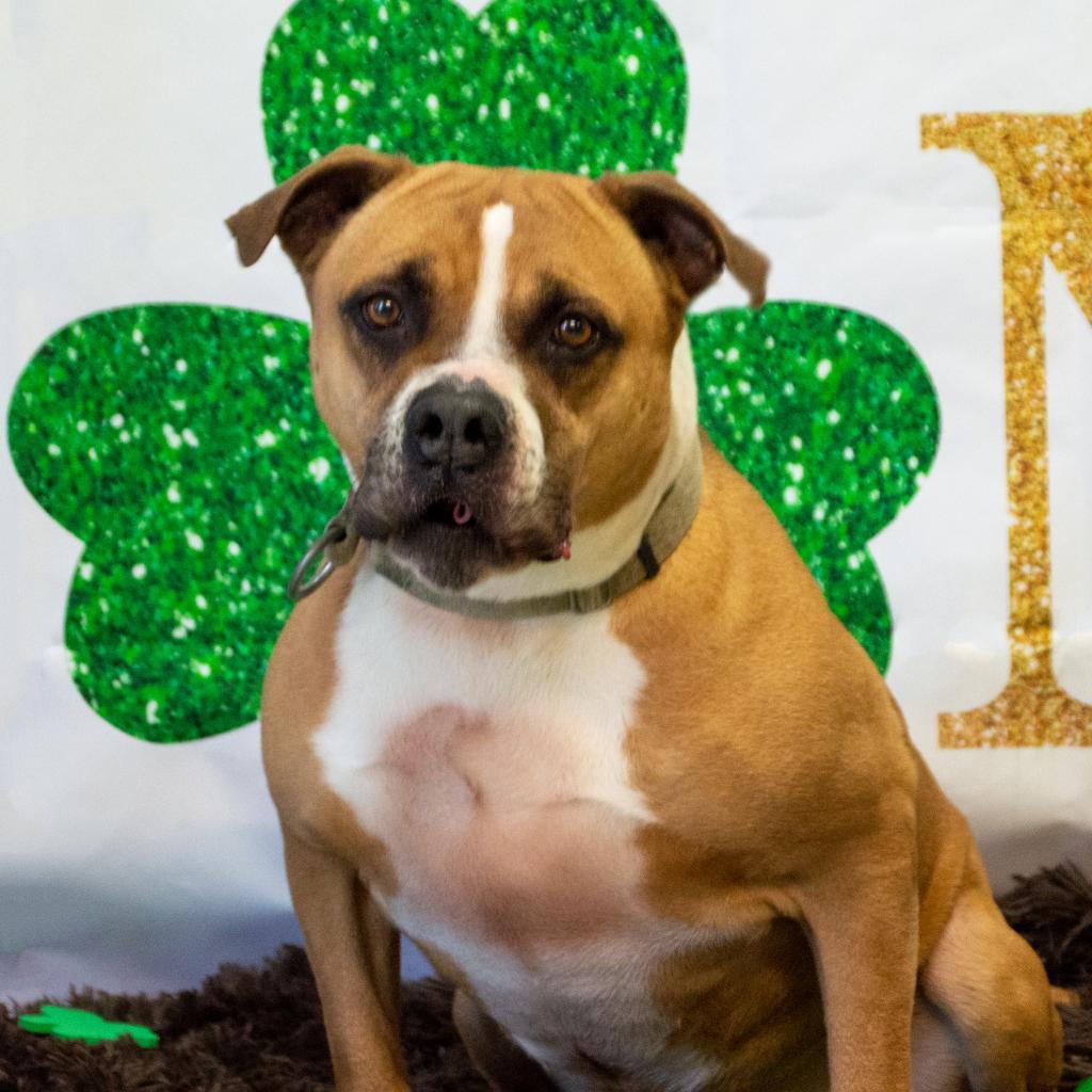 Miller, an adoptable American Staffordshire Terrier, Labrador Retriever in Middletown, NY, 10940 | Photo Image 6