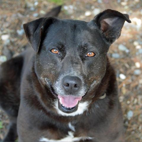 Ginger, an adoptable Labrador Retriever, Mixed Breed in Middletown, NY, 10940 | Photo Image 1