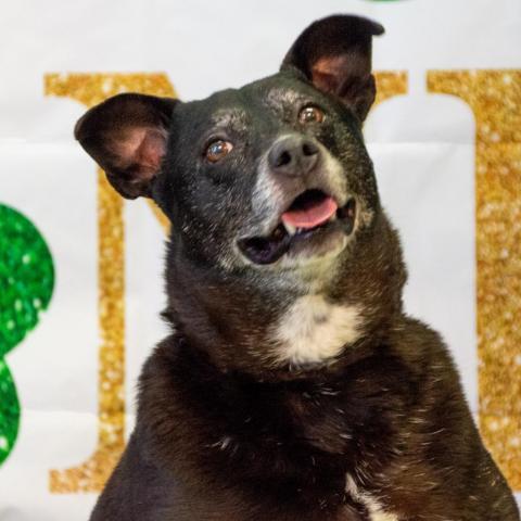 Ginger, an adoptable Labrador Retriever, Mixed Breed in Middletown, NY, 10940 | Photo Image 2