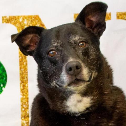 Ginger, an adoptable Labrador Retriever, Mixed Breed in Middletown, NY, 10940 | Photo Image 3