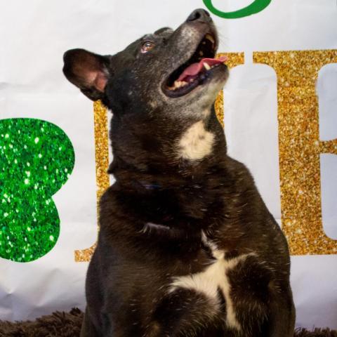 Ginger, an adoptable Labrador Retriever, Mixed Breed in Middletown, NY, 10940 | Photo Image 4