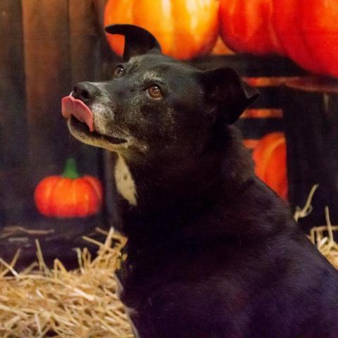 Ginger, an adoptable Labrador Retriever, Mixed Breed in Middletown, NY, 10940 | Photo Image 6