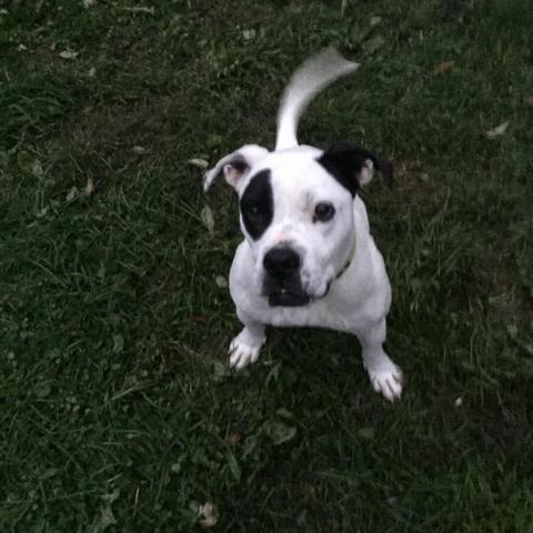 Shay, an adoptable American Staffordshire Terrier in Middletown, NY, 10940 | Photo Image 2