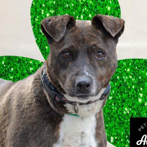 Candella, an adoptable Labrador Retriever, Mixed Breed in Middletown, NY, 10940 | Photo Image 1